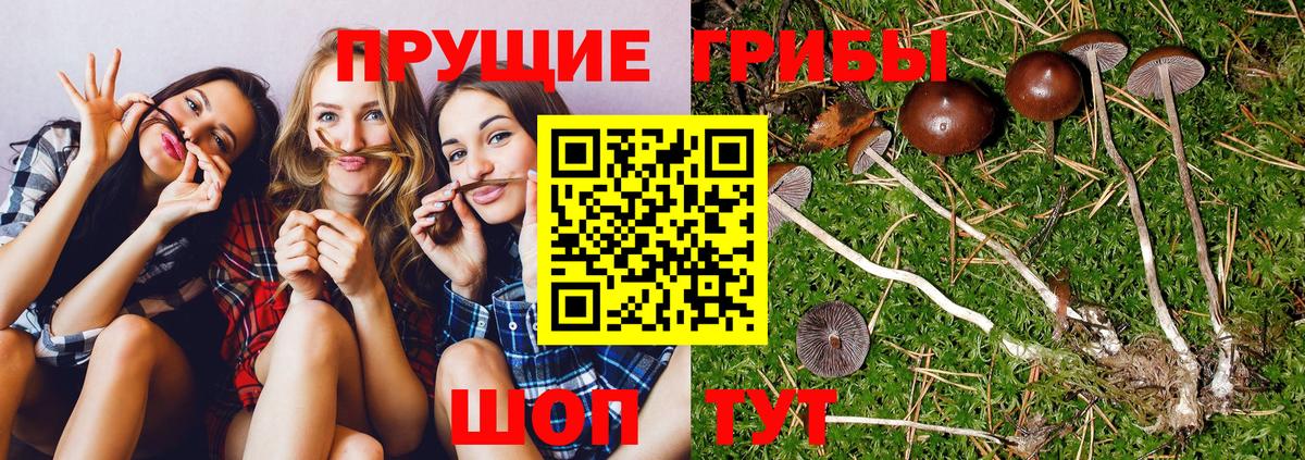 Нижнеудинск  Псилоцибиновые грибы MAGIC MUSHROOMS  Псилоцибиновые грибы Magic Shrooms  Вход с VPN 